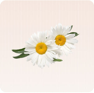 Camomille