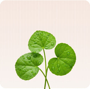 Centella Asiatica
