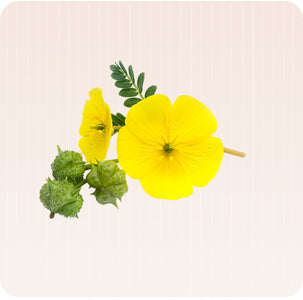 Tribulus