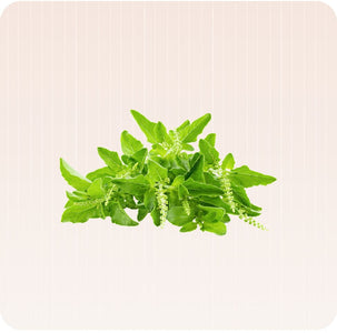 Tulsi