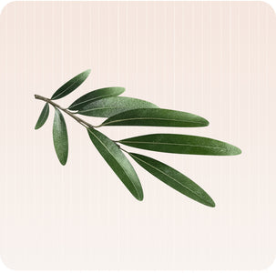 Feuille d'olivier