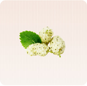 Mûrier Blanc