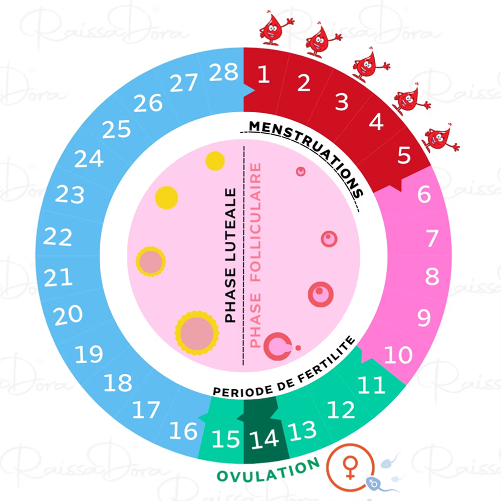 Cycles menstruels et SOPK